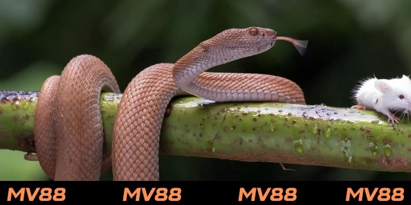 Giải mã giấc mơ về rắn trong các tình huống đặc biệt