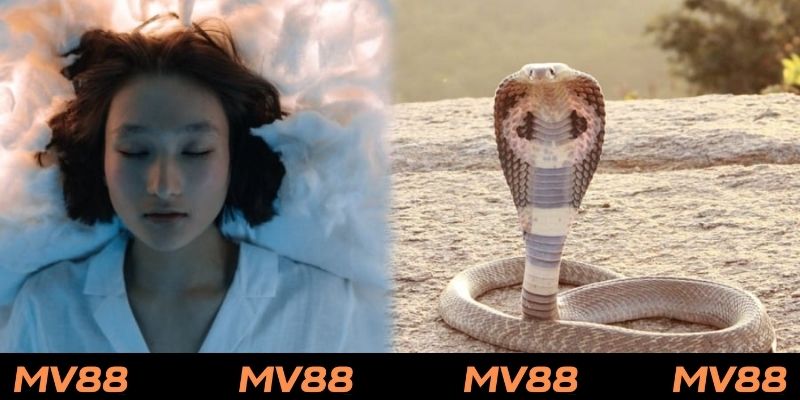 Giải mã giấc mơ về rắn tuỳ vào hình thái của loài